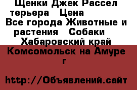 Щенки Джек Рассел терьера › Цена ­ 30 000 - Все города Животные и растения » Собаки   . Хабаровский край,Комсомольск-на-Амуре г.
